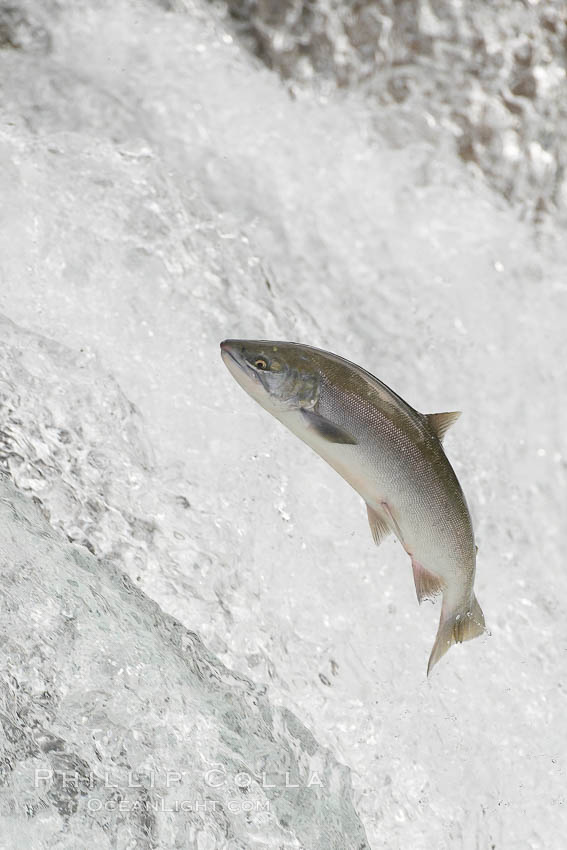 Salmon leap up falls on their upriver journey to spawn, Brooks Falls. Brooks River, Katmai National Park, Alaska, USA, natural history stock photograph, photo id 17360