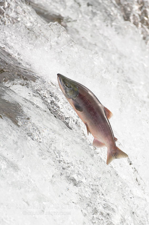 Salmon leap up falls on their upriver journey to spawn, Brooks Falls. Brooks River, Katmai National Park, Alaska, USA, natural history stock photograph, photo id 17364