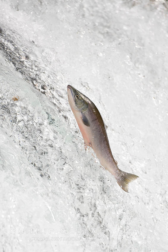 Salmon leap up falls on their upriver journey to spawn, Brooks Falls. Brooks River, Katmai National Park, Alaska, USA, natural history stock photograph, photo id 17363