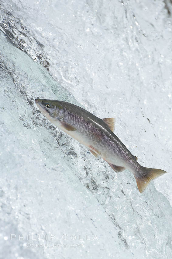 Salmon leap up falls on their upriver journey to spawn, Brooks Falls. Brooks River, Katmai National Park, Alaska, USA, natural history stock photograph, photo id 17367
