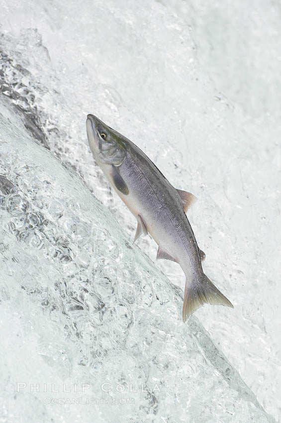Salmon leap up falls on their upriver journey to spawn, Brooks Falls. Brooks River, Katmai National Park, Alaska, USA, natural history stock photograph, photo id 17361