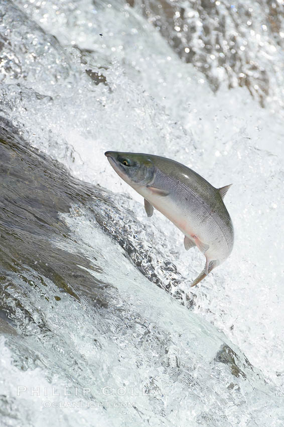 Salmon leap up falls on their upriver journey to spawn, Brooks Falls. Brooks River, Katmai National Park, Alaska, USA, natural history stock photograph, photo id 17365