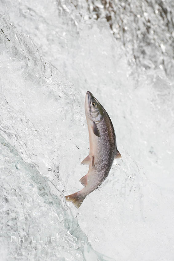 Salmon leap up falls on their upriver journey to spawn, Brooks Falls. Brooks River, Katmai National Park, Alaska, USA, natural history stock photograph, photo id 17369