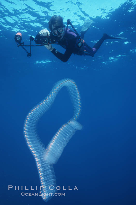 Diver and pelagic salp chain, open ocean. San Diego, California, USA, natural history stock photograph, photo id 03158