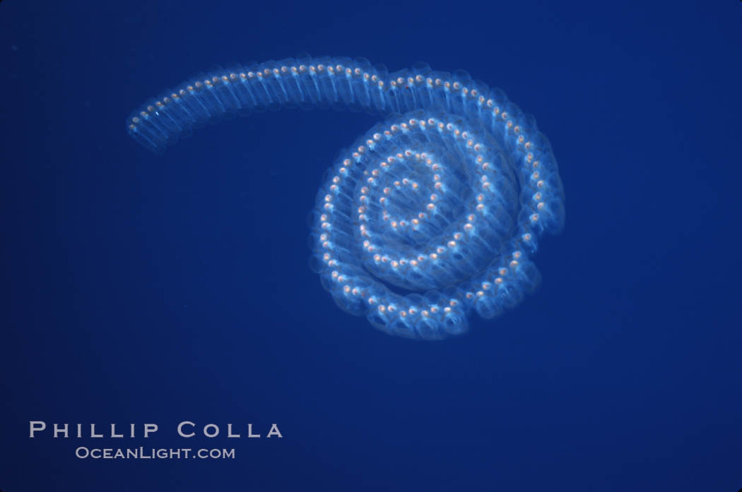 Pelagic salp chain, open ocean. San Diego, California, USA, natural history stock photograph, photo id 03162