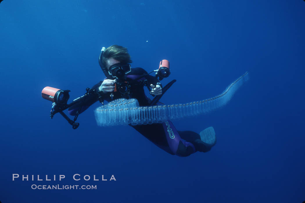 Diver and pelagic salp chain, open ocean., natural history stock photograph, photo id 03160