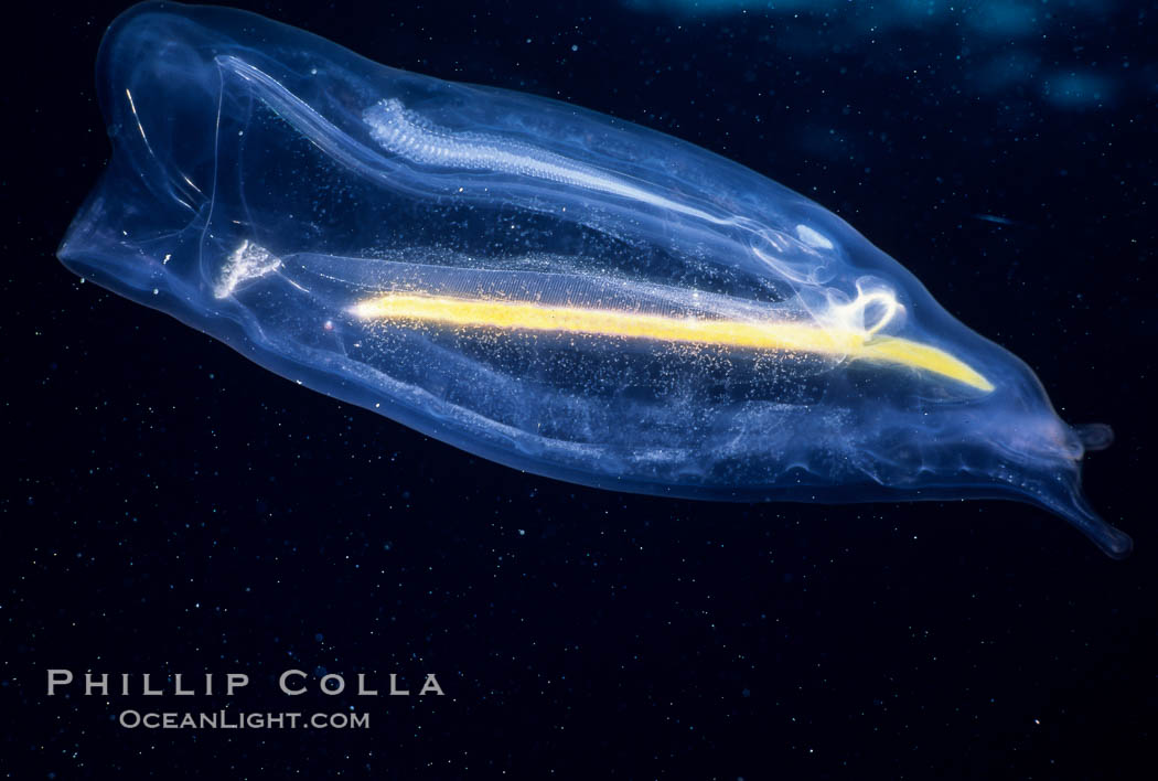 Salp (pelagic tunicate), open ocean. San Diego, California, USA, Cyclosalpa affinis, natural history stock photograph, photo id 07008
