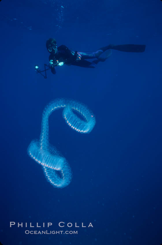 Diver and pelagic salp chain, open ocean. San Diego, California, USA, natural history stock photograph, photo id 03159