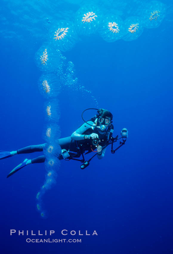 Salp chain and diver, open ocean. San Diego, California, USA, Cyclosalpa affinis, natural history stock photograph, photo id 05343