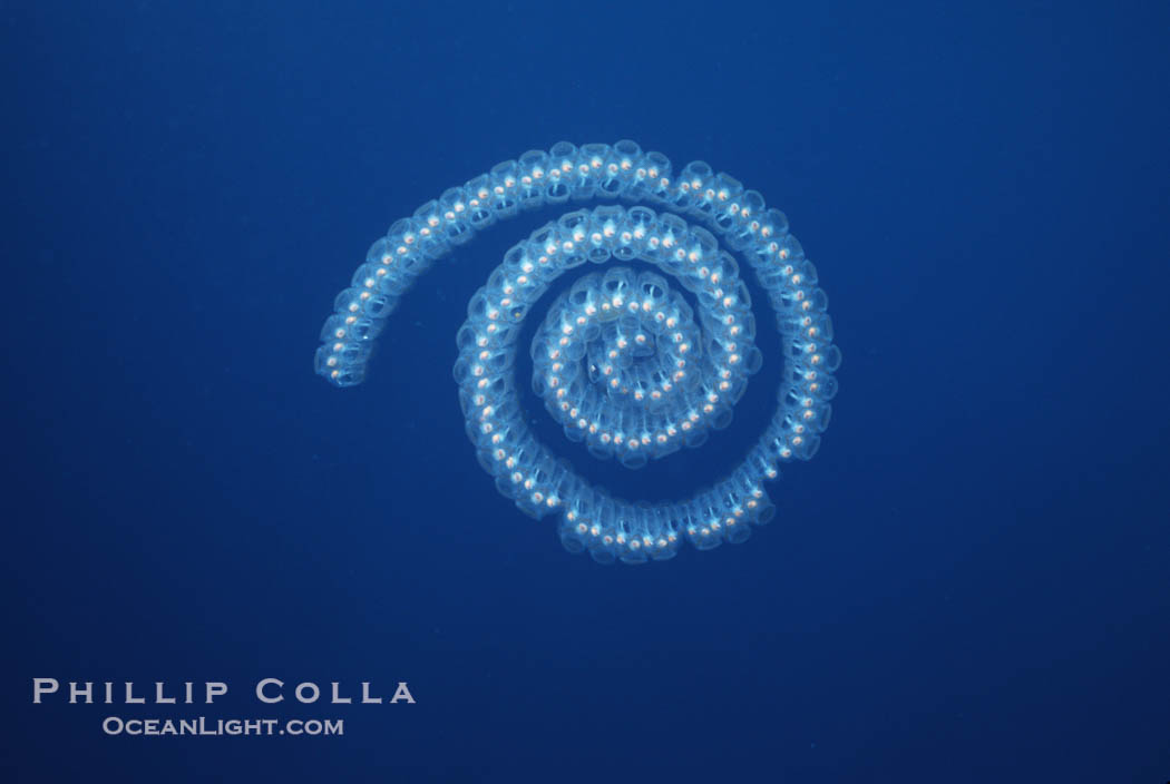 Pelagic salp chain, open ocean., natural history stock photograph, photo id 03161