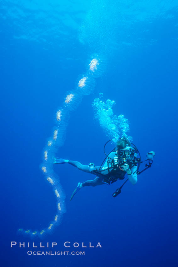 Salp chain and diver, open ocean. San Diego, California, USA, Cyclosalpa affinis, natural history stock photograph, photo id 05345