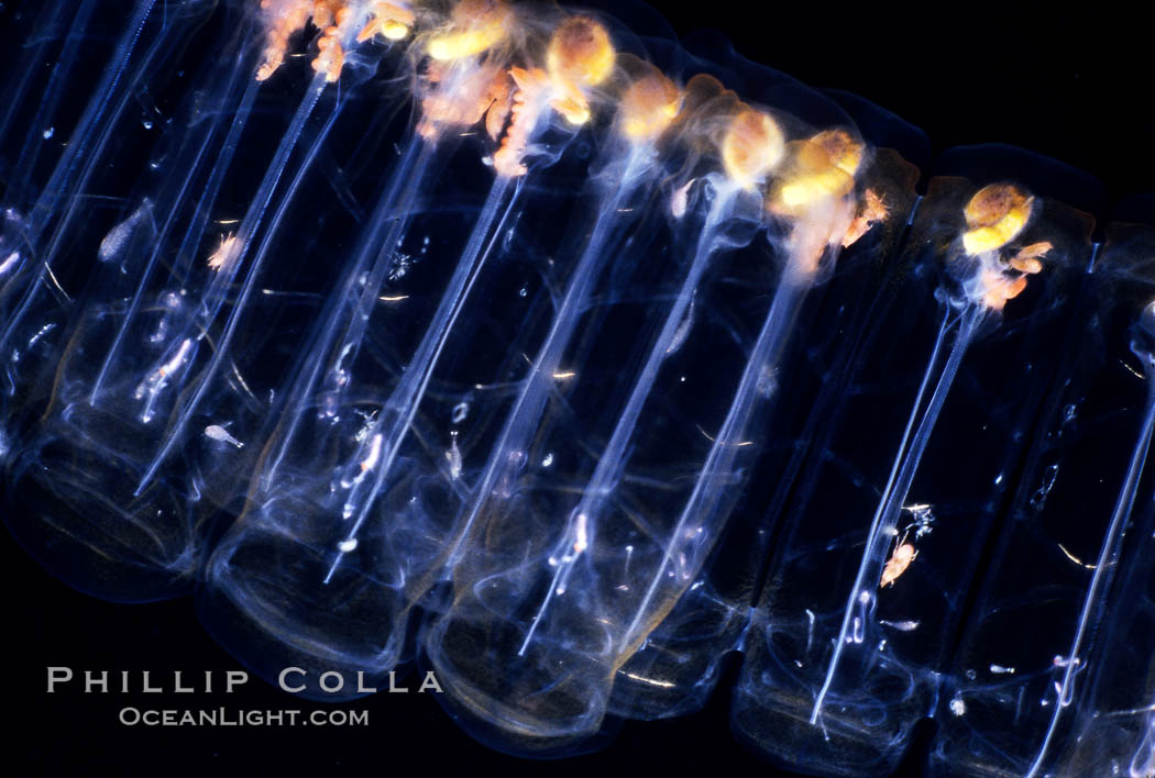 Salp (pelagic tunicate), open ocean. San Diego, California, USA, Pegea confoederata, natural history stock photograph, photo id 05809