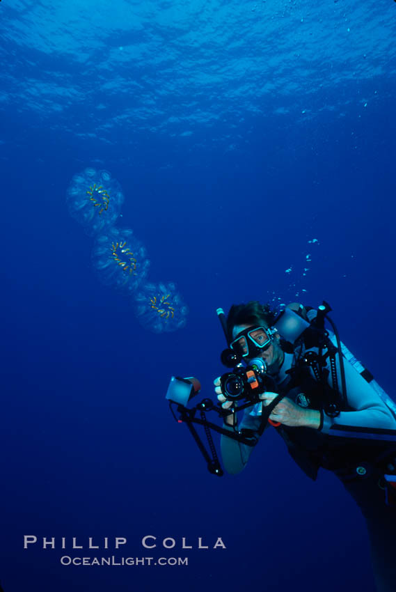 Photographer and colonial salp, open ocean. San Diego, California, USA, Cyclosalpa affinis, natural history stock photograph, photo id 02994