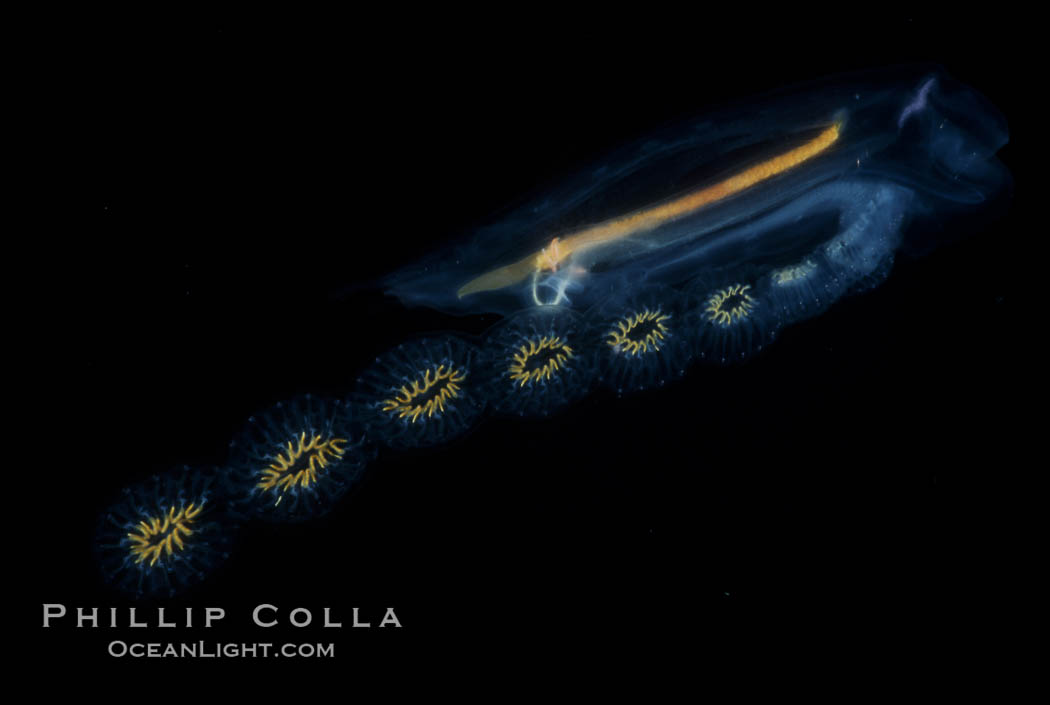Salp (pelagic tunicate) reproduction, open ocean. San Diego, California, USA, Cyclosalpa affinis, natural history stock photograph, photo id 04698