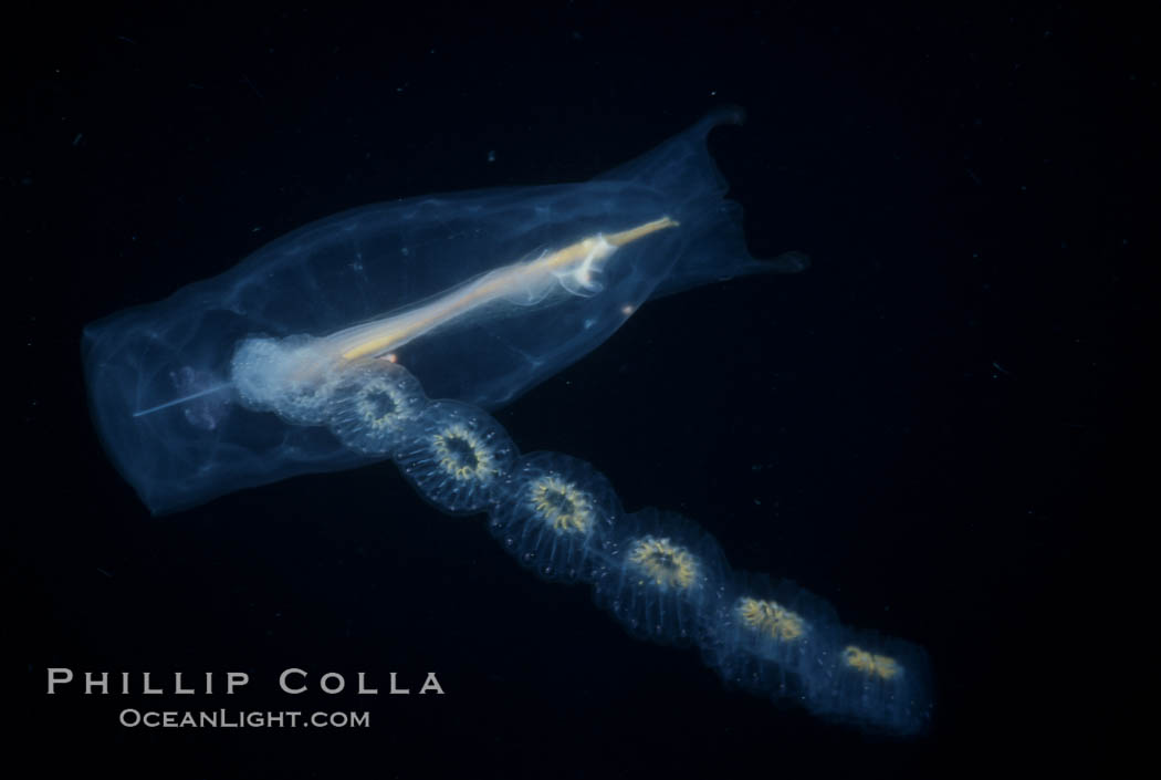 Salp (pelagic tunicate) reproduction, open ocean. San Diego, California, USA, Cyclosalpa affinis, natural history stock photograph, photo id 04696