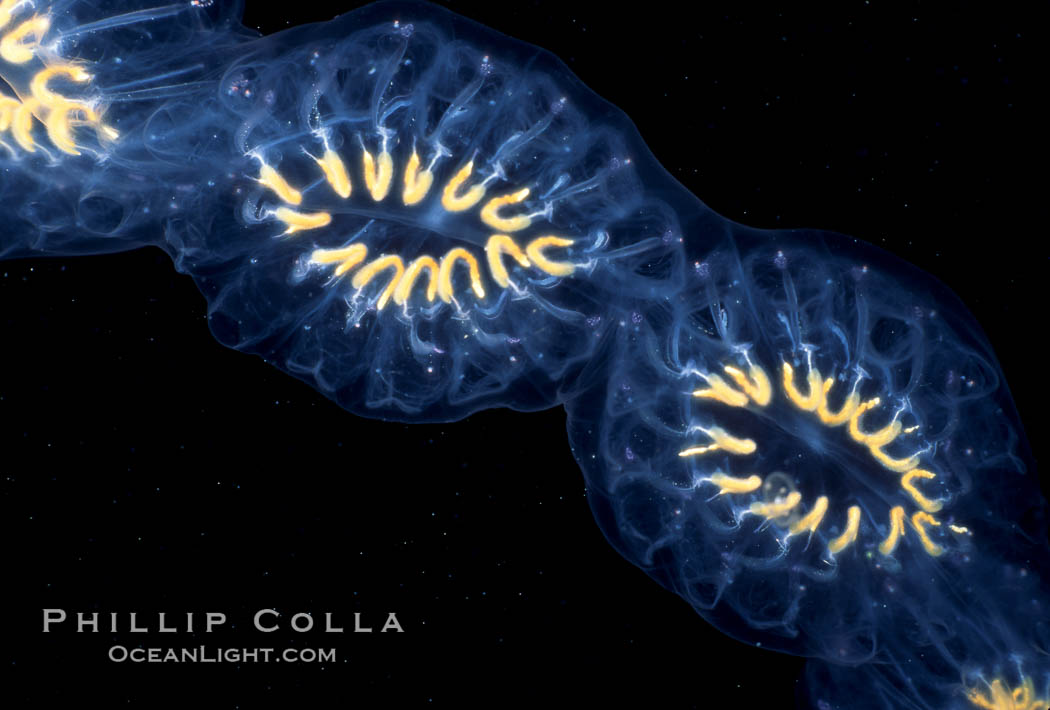 Salp (pelagic tunicate) chain. San Diego, California, USA, Cyclosalpa affinis, natural history stock photograph, photo id 02495