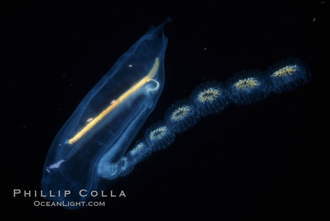 Salp (pelagic tunicate) reproduction, open ocean. San Diego, California, USA, Cyclosalpa affinis, natural history stock photograph, photo id 03771