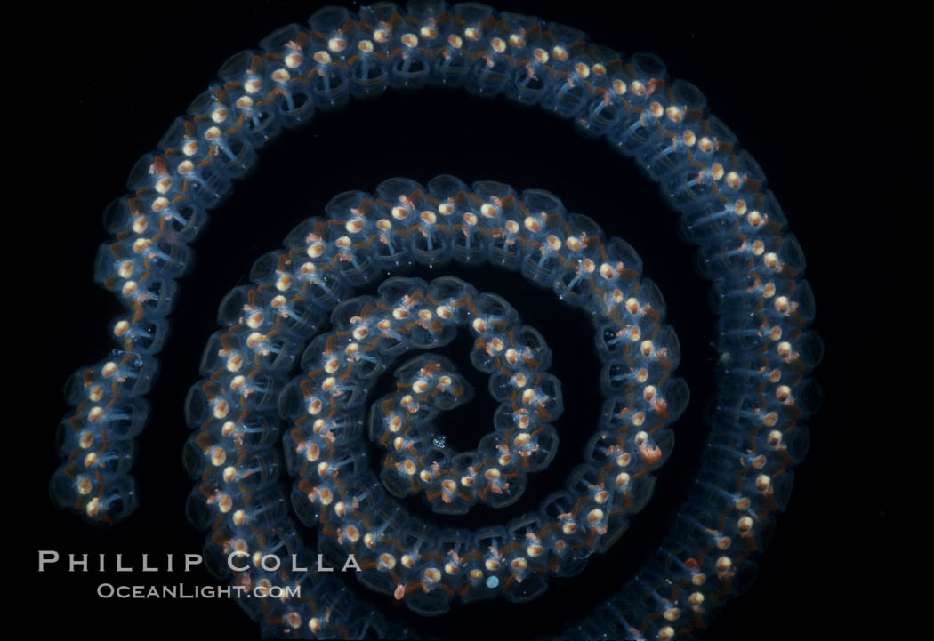 Salp (pelagic tunicate) chain. San Diego, California, USA, Pegea confoederata, natural history stock photograph, photo id 04699