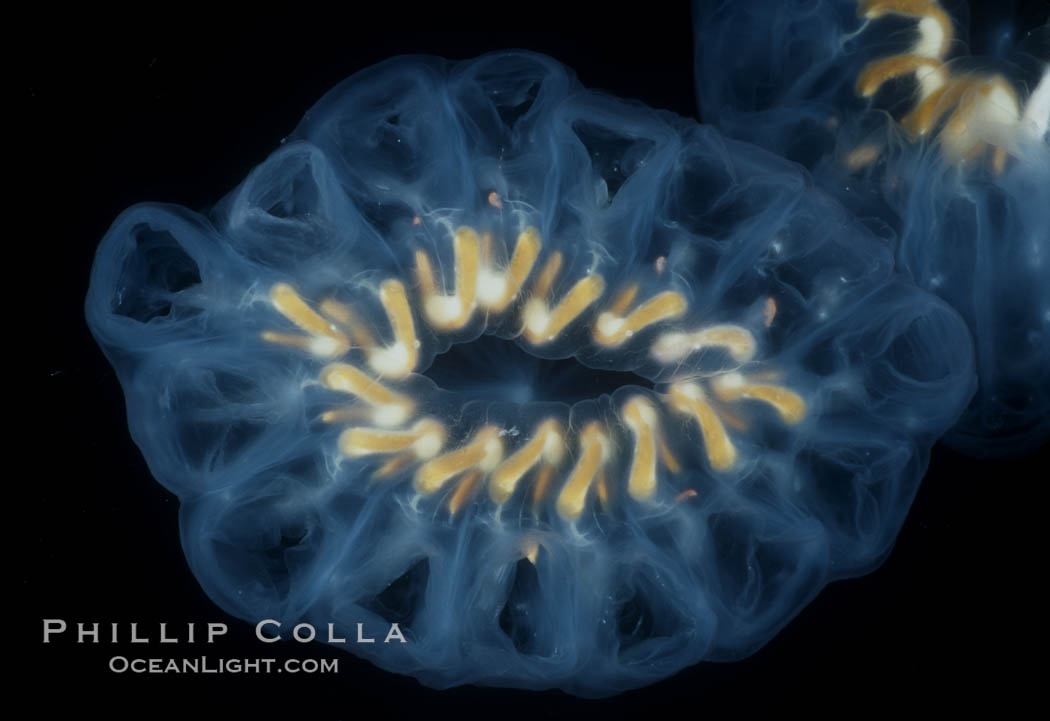 Salp (pelagic tunicate) bracelet composed of many individuals, open ocean. San Diego, California, USA, Cyclosalpa affinis, natural history stock photograph, photo id 04697
