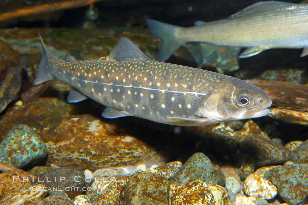 Dolly varden., Salvelinus malma, natural history stock photograph, photo id 16950