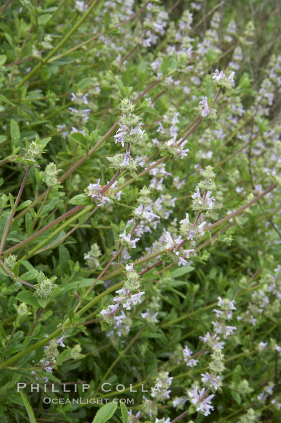 Black sage. San Elijo Lagoon, Encinitas, California, USA, Salvia mellifera, natural history stock photograph, photo id 11310