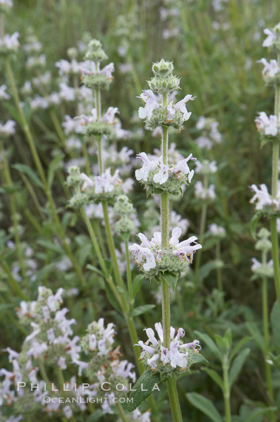 Black sage. San Elijo Lagoon, Encinitas, California, USA, Salvia mellifera, natural history stock photograph, photo id 11304