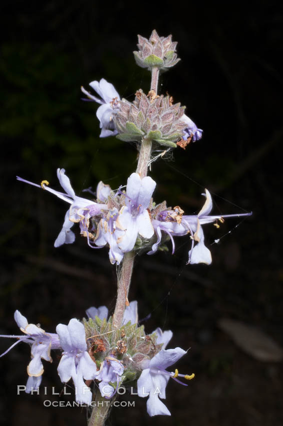 Black sage, Batiquitos Lagoon, Carlsbad. California, USA, Salvia mellifera, natural history stock photograph, photo id 11316