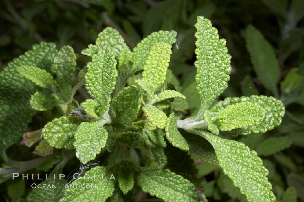 Black sage, Batiquitos Lagoon, Carlsbad., Salvia mellifera, natural history stock photograph, photo id 11319