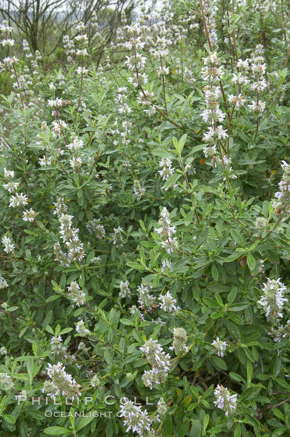 Black sage. San Elijo Lagoon, Encinitas, California, USA, Salvia mellifera, natural history stock photograph, photo id 11313