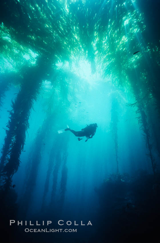 San Benito Islands, Baja California, Mexico. San Benito Islands (Islas San Benito), natural history stock photograph, photo id 36200