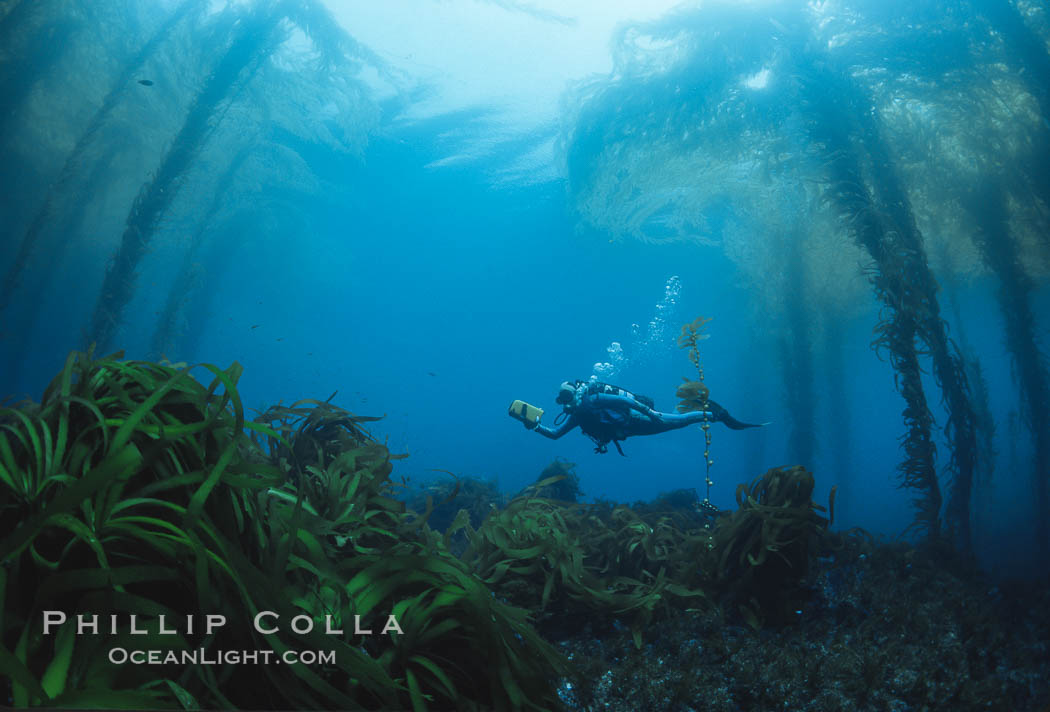 San Benito Islands, Baja California, Mexico. San Benito Islands (Islas San Benito), natural history stock photograph, photo id 36204