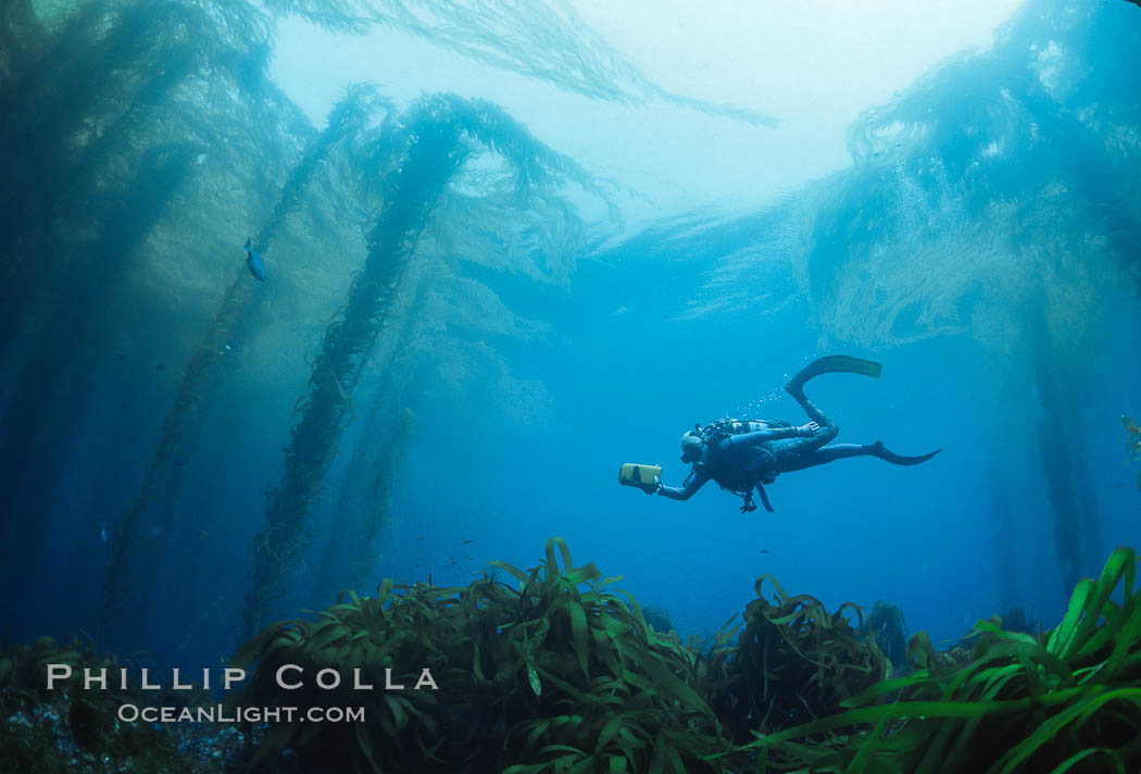 San Benito Islands, Baja California, Mexico. San Benito Islands (Islas San Benito), natural history stock photograph, photo id 36203