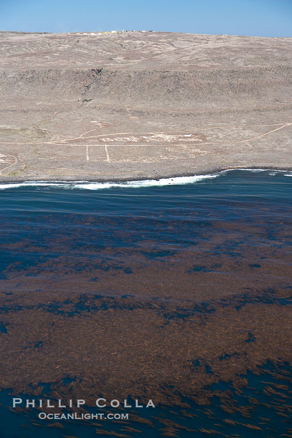 Kelp beds adorn the coastline of San Clemente Island., Macrocystis pyrifera, natural history stock photograph, photo id 26016