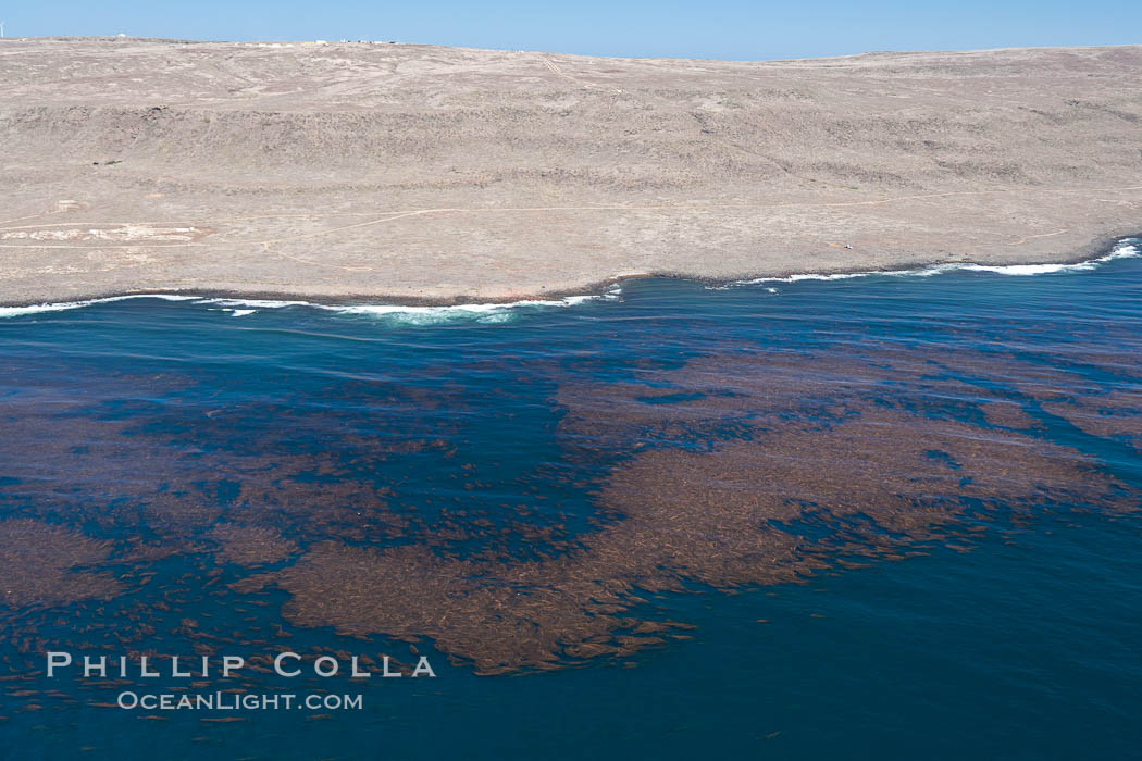 Kelp beds adorn the coastline of San Clemente Island. California, USA, Macrocystis pyrifera, natural history stock photograph, photo id 26015