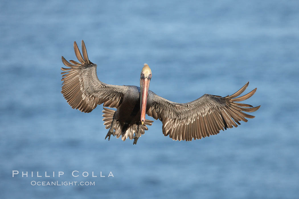 California brown pelican spreads its wings wide as it slows before landing on seacliffs. La Jolla, USA, Pelecanus occidentalis, Pelecanus occidentalis californicus, natural history stock photograph, photo id 22146