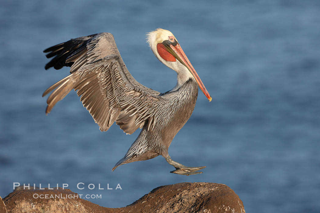 Brown pelican.  This large seabird has a wingspan over 7 feet wide. The California race of the brown pelican holds endangered species status, due largely to predation in the early 1900s and to decades of poor reproduction caused by DDT poisoning.  In winter months, breeding adults assume a dramatic plumage with brown neck, yellow and white head and bright red gular throat pouch. La Jolla, USA, Pelecanus occidentalis, Pelecanus occidentalis californicus, natural history stock photograph, photo id 22158