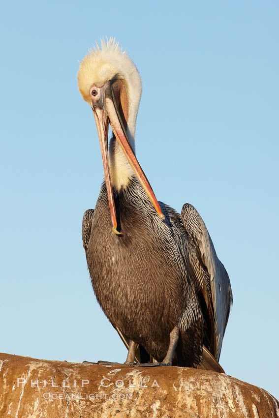 California brown pelican preening as it rests in the sun, drying after a morning foraging on the ocean. La Jolla, USA, Pelecanus occidentalis, Pelecanus occidentalis californicus, natural history stock photograph, photo id 22274