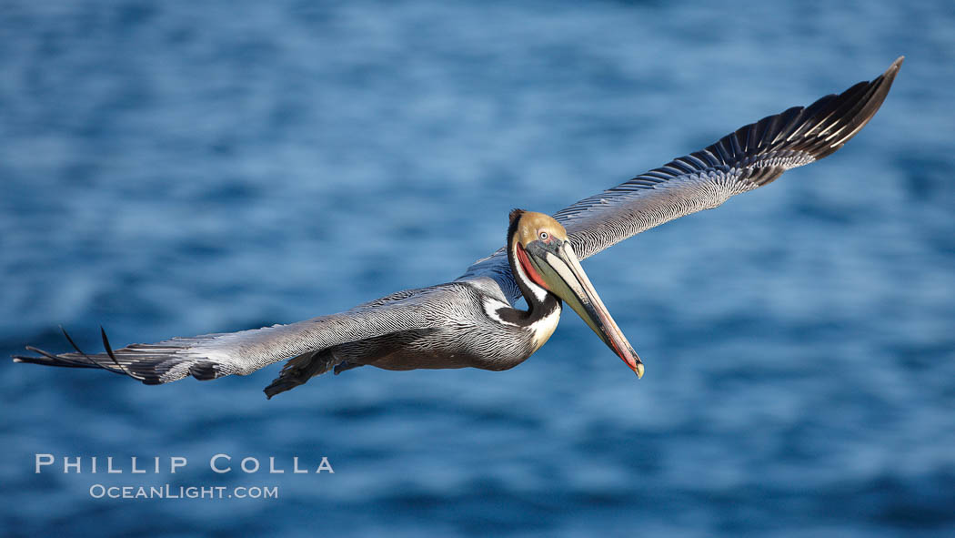 Brown pelican in flight. La Jolla, California, USA, Pelecanus occidentalis, Pelecanus occidentalis californicus, natural history stock photograph, photo id 22566