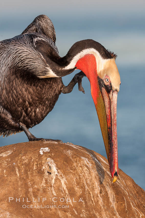 Brown pelican, winter adult breeding plumage, showing bright red gular pouch and dark brown hindneck plumage of breeding adults. This large seabird has a wingspan over 7 feet wide. The California race of the brown pelican holds endangered species status, due largely to predation in the early 1900s and to decades of poor reproduction caused by DDT poisoning. La Jolla, USA, Pelecanus occidentalis, Pelecanus occidentalis californicus, natural history stock photograph, photo id 23626