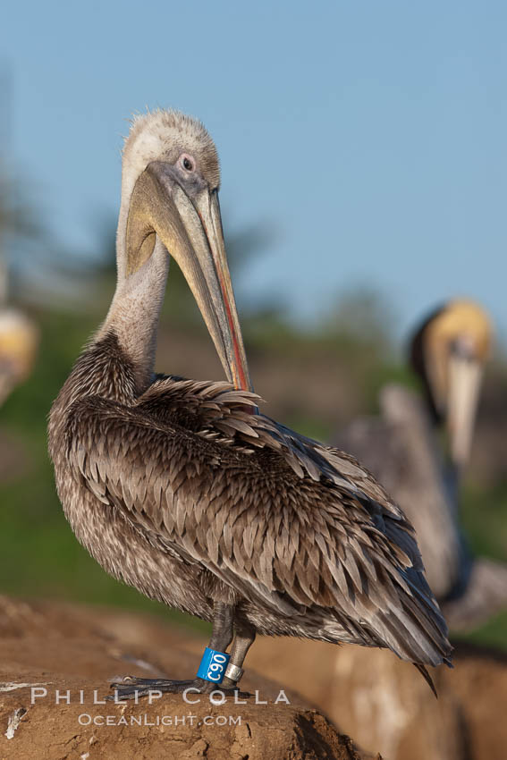 Brown pelican, juvenile with blue and gray identification bands on its legs. These tags aid scientists in understanding how the birds travel and recover if they have been rehabilitated. This large seabird has a wingspan over 7 feet wide. The California race of the brown pelican holds endangered species status, due largely to predation in the early 1900s and to decades of poor reproduction caused by DDT poisoning. La Jolla, USA, Pelecanus occidentalis, Pelecanus occidentalis californicus, natural history stock photograph, photo id 23630