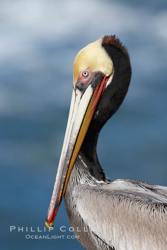 Brown pelican portrait, displaying winter breeding plumage with distinctive dark brown nape, yellow head feathers and red gular throat pouch., Pelecanus occidentalis, Pelecanus occidentalis californicus, natural history stock photograph, photo id 20304