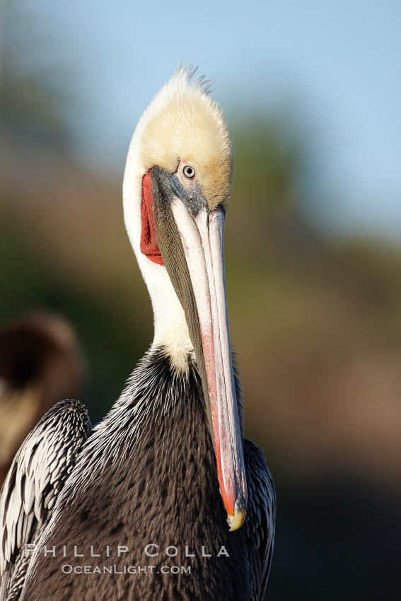 Brown pelican.  This large seabird has a wingspan over 7 feet wide. The California race of the brown pelican holds endangered species status, due largely to predation in the early 1900s and to decades of poor reproduction caused by DDT poisoning.  In winter months, breeding adults assume a dramatic plumage with brown neck, yellow and white head and bright red gular throat pouch. La Jolla, USA, Pelecanus occidentalis, Pelecanus occidentalis californicus, natural history stock photograph, photo id 22152