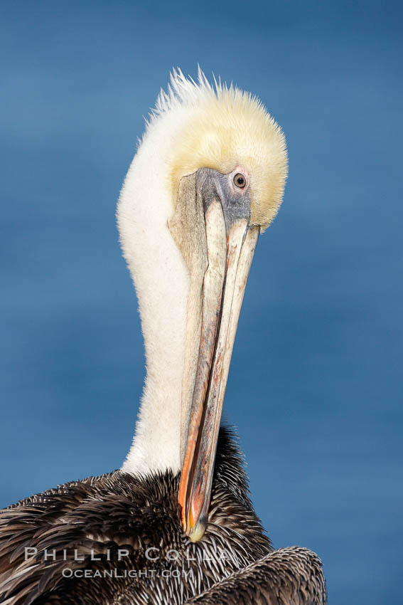 Brown pelican.  This large seabird has a wingspan over 7 feet wide. The California race of the brown pelican holds endangered species status, due largely to predation in the early 1900s and to decades of poor reproduction caused by DDT poisoning.  In winter months, breeding adults assume a dramatic plumage with brown neck, yellow and white head and bright red gular throat pouch. La Jolla, USA, Pelecanus occidentalis, Pelecanus occidentalis californicus, natural history stock photograph, photo id 22172