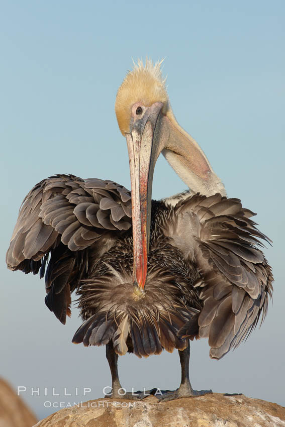 A brown pelican preening, reaching with its beak to the uropygial gland (preen gland) near the base of its tail. Preen oil from the uropygial gland is spread by the pelican's beak and back of its head to all other feathers on the pelican, helping to keep them water resistant and dry. La Jolla, California, USA, Pelecanus occidentalis, Pelecanus occidentalis californicus, natural history stock photograph, photo id 22268