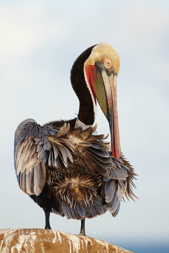 Brown pelican preening, cleaning its feathers after foraging on the ocean, with distinctive winter breeding plumage with distinctive dark brown nape, yellow head feathers and red gular throat pouch. La Jolla, California, USA, Pelecanus occidentalis, Pelecanus occidentalis californicus, natural history stock photograph, photo id 22568
