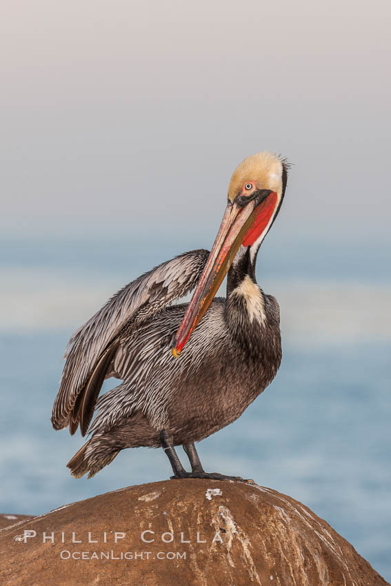 Brown pelican, winter adult breeding plumage, showing bright red gular pouch and dark brown hindneck plumage of breeding adults. This large seabird has a wingspan over 7 feet wide. The California race of the brown pelican holds endangered species status, due largely to predation in the early 1900s and to decades of poor reproduction caused by DDT poisoning. La Jolla, USA, Pelecanus occidentalis, Pelecanus occidentalis californicus, natural history stock photograph, photo id 23640