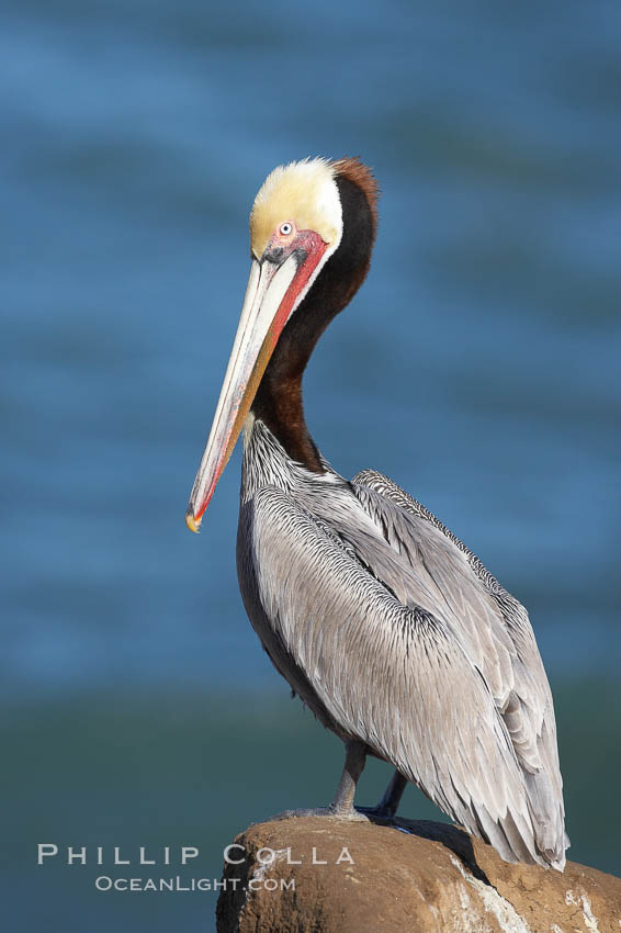 Brown pelican portrait, displaying winter breeding plumage with distinctive dark brown nape, yellow head feathers and red gular throat pouch., Pelecanus occidentalis, Pelecanus occidentalis californicus, natural history stock photograph, photo id 20303