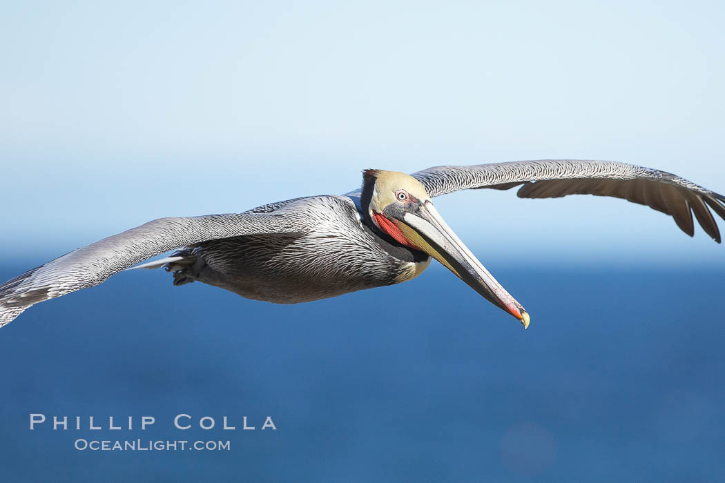 Brown pelican in flight.  The wingspan of the brown pelican is over 7 feet wide. The California race of the brown pelican holds endangered species status.  In winter months, breeding adults assume a dramatic plumage. La Jolla, USA, Pelecanus occidentalis, Pelecanus occidentalis californicus, natural history stock photograph, photo id 20307