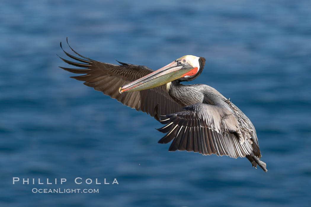 Brown pelican in flight.  The wingspan of the brown pelican is over 7 feet wide. The California race of the brown pelican holds endangered species status.  In winter months, breeding adults assume a dramatic plumage. La Jolla, USA, Pelecanus occidentalis, Pelecanus occidentalis californicus, natural history stock photograph, photo id 20311