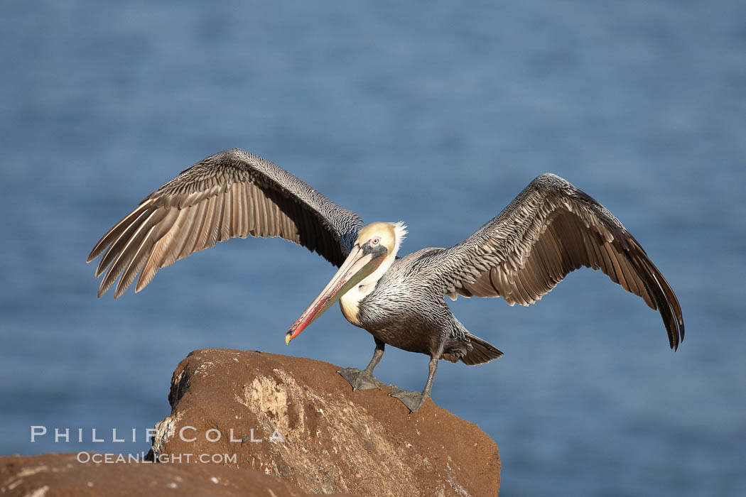 Brown pelican.  This large seabird has a wingspan over 7 feet wide. The California race of the brown pelican holds endangered species status, due largely to predation in the early 1900s and to decades of poor reproduction caused by DDT poisoning.  In winter months, breeding adults assume a dramatic plumage with brown neck, yellow and white head and bright red gular throat pouch., Pelecanus occidentalis, Pelecanus occidentalis californicus, natural history stock photograph, photo id 22147